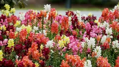 Lejongapet blommar frodigt hela sommaren: en komplett guide