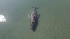 Varför man inte kunde rädda valen Timmy: en tragedi i Östersjön