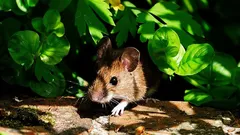 Dessa växter är de som mössen ogillar mest: ett enkelt sätt att skydda trädgården