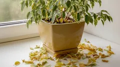 Växer inte fikusträdet? Den verkliga orsaken som 90 % av alla blomsterodlare förbiser