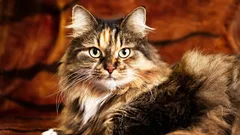 Myten om ”×7” är sedan länge föråldrad – så här räknar man egentligen ut en katters ålder