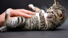 Katten visar magen och biter: ett dolt tecken som nästan alla missförstår